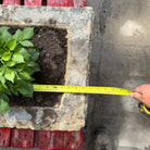 Reclaimed Stone Trough / Planter - No.12 - Reclaimed Brick Company