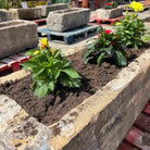 Reclaimed Stone Trough Planter | Britannia Stone